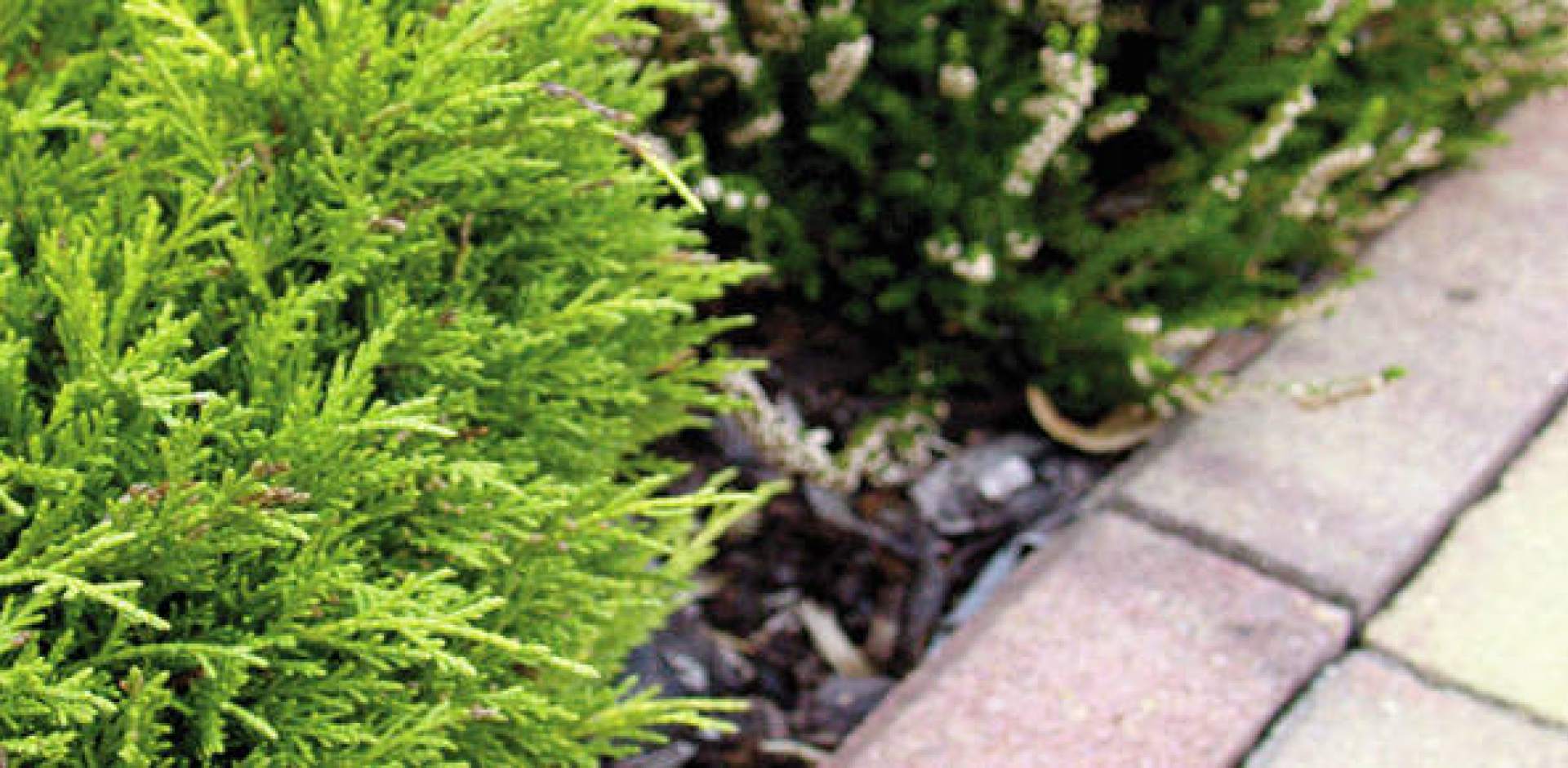 Při výběru betonové dlažby nezapomeňte na obrubníky!